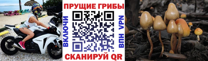 Галлюциногенные грибы Psilocybe  Подольск 
